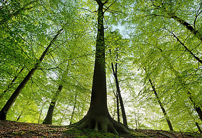 Fototapeta se stromy v lese 1173